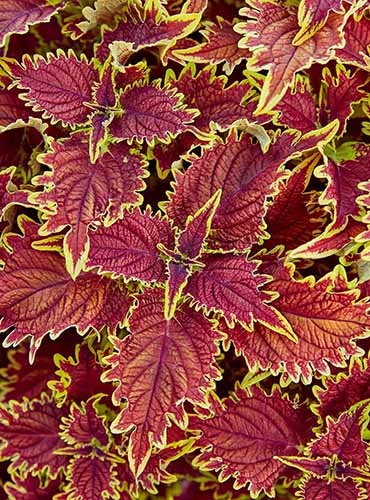 A close up of the foliage of \'Copperhead\' coleus growing in the garden.