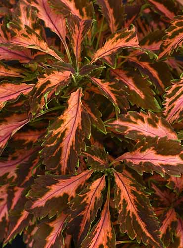 A close up of the foliage of \'Coral Candy\' coleus growing in the garden.