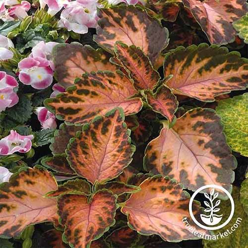 A square image of \'Coral Sunshine\' coleus growing in the garden with flowers to the top left of the frame. To the bottom right of the frame is a white circular logo with text.