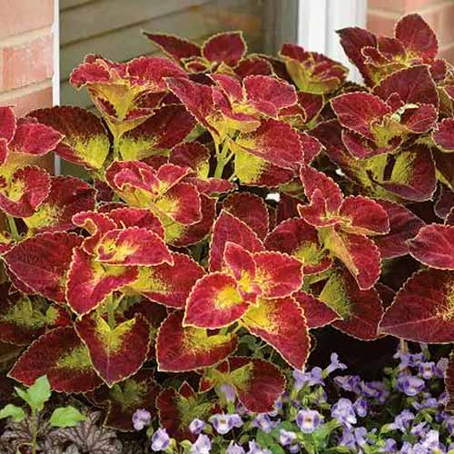 A square image of the foliage of \'Dipt in Wine\' coleus growing in a window box.