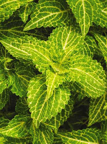 A close up of the foliage of \'Electric Lime\' coleus growing in the garden.