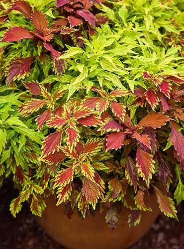 A close up of \'Fire and Spice\' coleus growing in a terra cotta pot outdoors.
