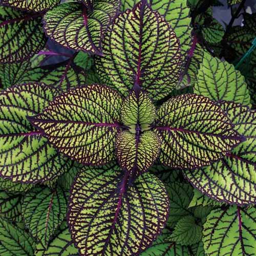 A square image of the foliage of \'Fishnet Stocking\' coleus growing in the garden.
