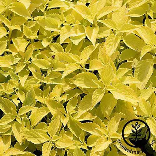A square image of \'Golden\' coleus with bright yellow foliage growing in a sunny garden. To the bottom right of the frame is a black circular logo with text.