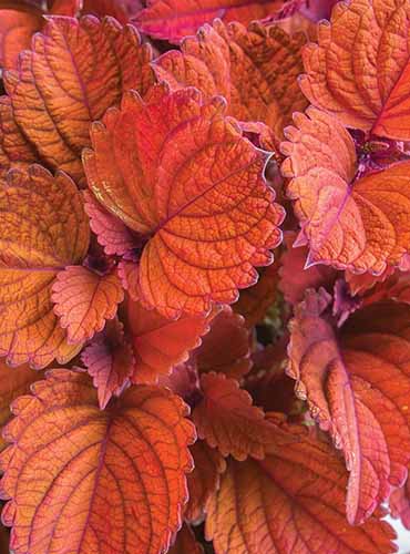 A close up of the bright red foliage of \'Inferno\' coleus.