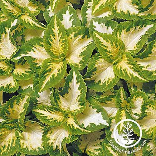 A square image of the variegated foliage of \'Jade\' coleus. To the bottom right of the frame is a white circular logo with text.