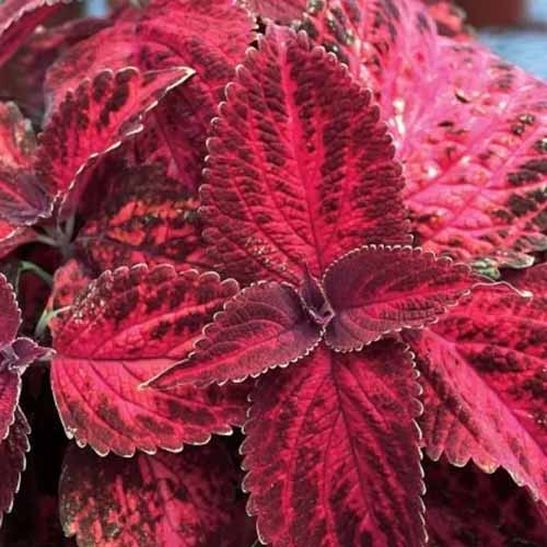 A close up of the red variegated foliage of \'Kingswood Torch\' coleus growing in the garden.