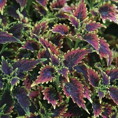 A square image of the bicolored foliage of \'Sky Fire\' coleus growing in the garden.