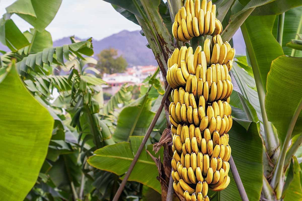 A horizontal image of a great big bunch of ripe bananas (daylight come, and me wan\' go home) growing on the tree in a plantation. Hopefully with no great big black tarantula.