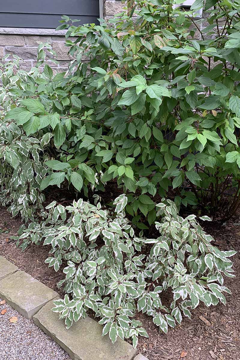 A vertical image of a variety of different dogwoods growing in a neat bed outside a stone house.