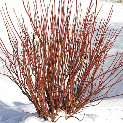 A square image of an \'Arctic Fire\' shrub growing in a snowy garden.