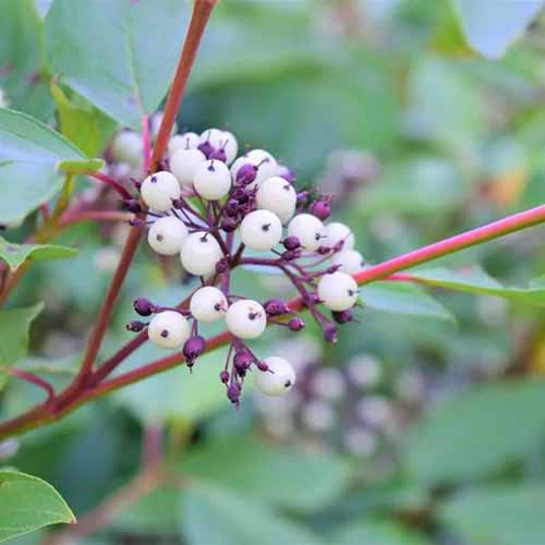 A square image of the white berries of \'Cardinal\' red osier dogwood pictured on a soft focus background.