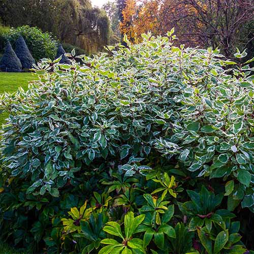 A square image of the variegated foliage of a Cornus \'Ivory Halo\' shrub growing in the garden.