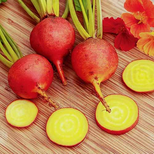A close up square image of harvested and sliced \'Bolder\' golden beets set on a wooden surface.