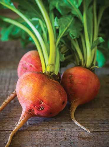 A close up of \'Burpee\'s Golden\' beets set on a wooden surface.