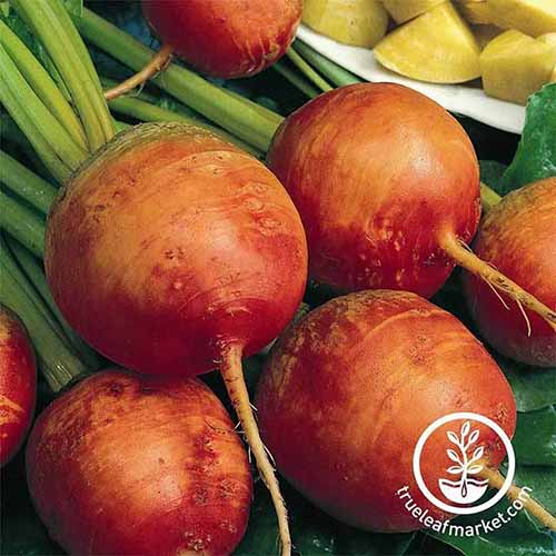A close up square image of harvested \'Golden Detroit\' beetroots. To the bottom right of the frame is a white circular logo with text.