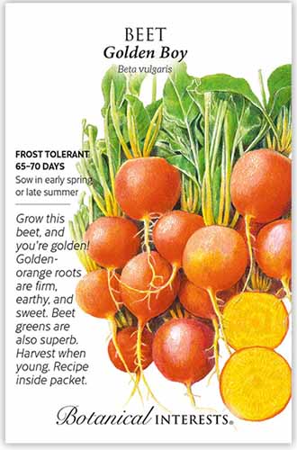 A close up of the front of a seed packet of \'Golden Boy\' beets.