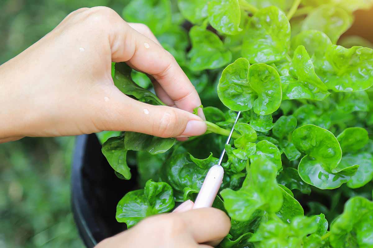 A horizontal photo of a gardener\'s hands harvesting watercress leaves with a small white knife.