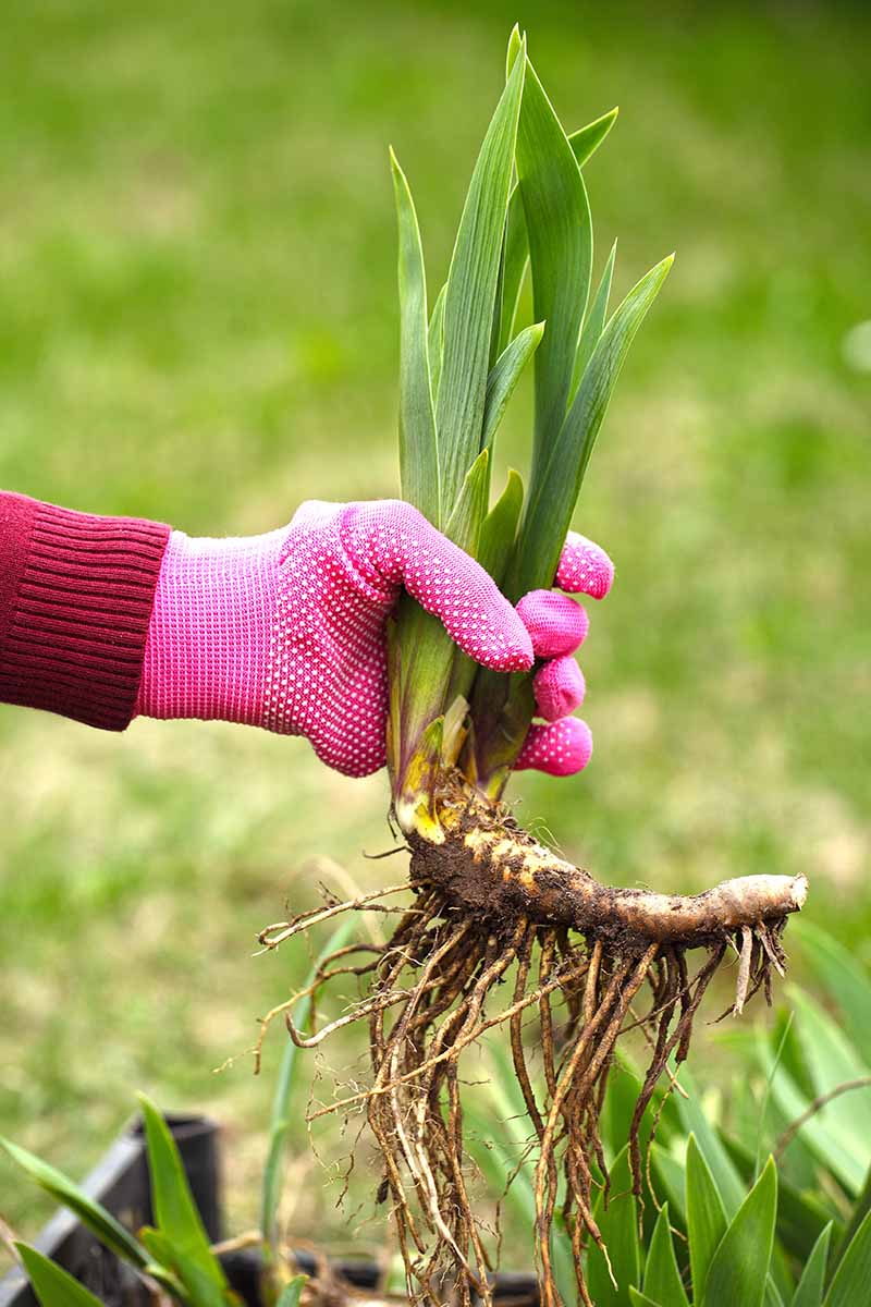 A vertical photo of a gardener\'s hand wearing a pink gardening glove holding a rhizome with iris foliage beginning to grow.