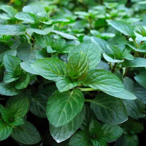 A square image of the dark green leaves of \'Chocolate\' mint growing in the garden.