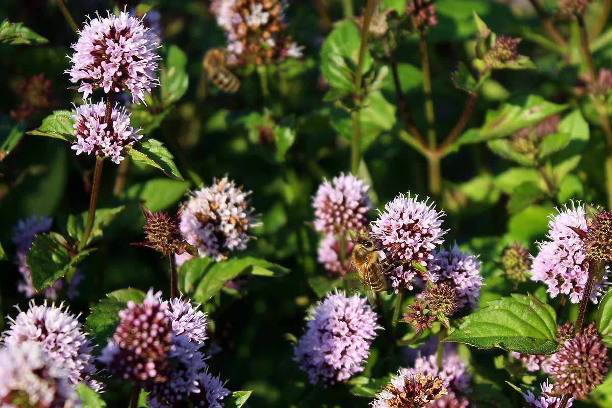 A close up horizontal image of the light purple flowers of Mentha piperita \'Lemon\' growing in the garden pictured in light sunshine.