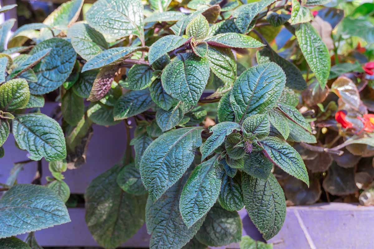 A close up horizontal image of \'Mitcham\' English mint growing in containers outdoors.