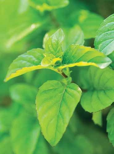 A vertical image of the foliage of \'Orange\' mint pictured on a soft focus background.
