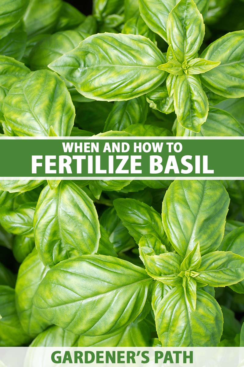 A horizontal close up of a basil plant foliage. Green and white text span the center and bottom of the frame.