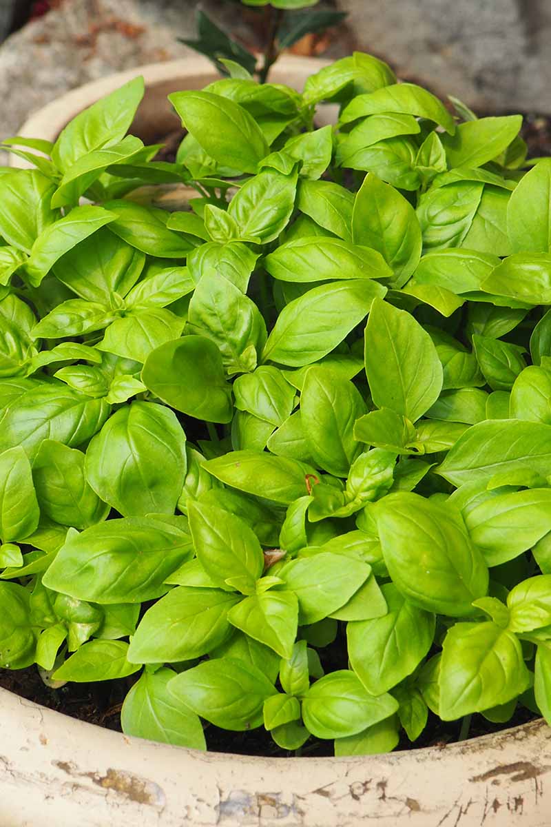 A vertical close up of basil seeds sprouting in a rustic pottery pot outside.