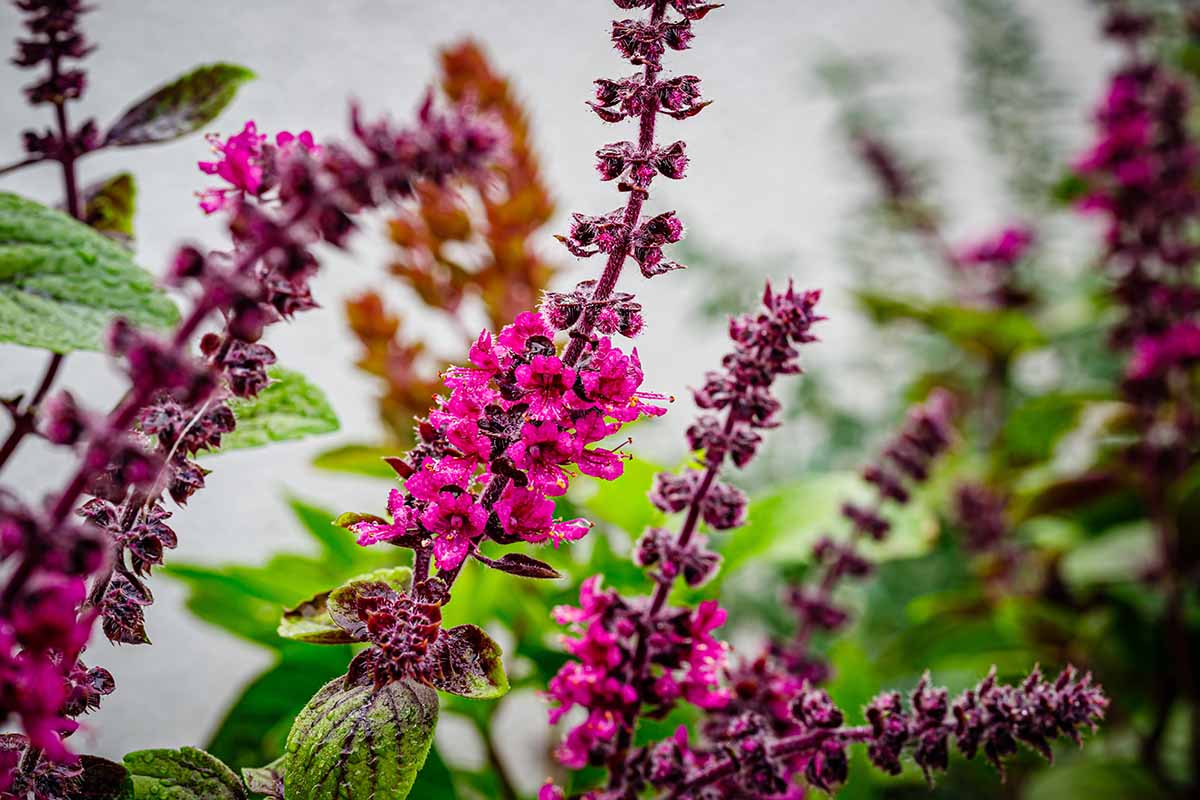 A horizontal close up shot of basil flowering with bright pink flowers.