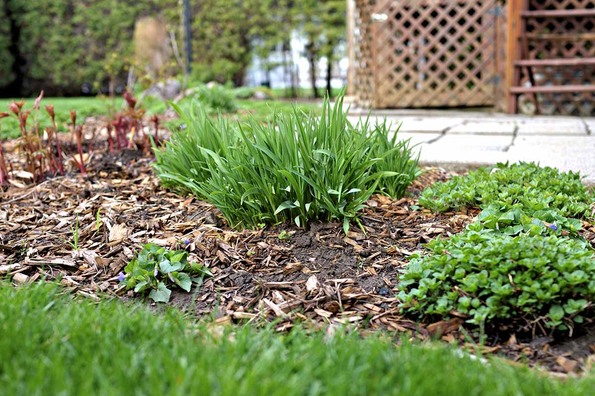 A horizontal photo of a garden berm with a clump of daylilies.