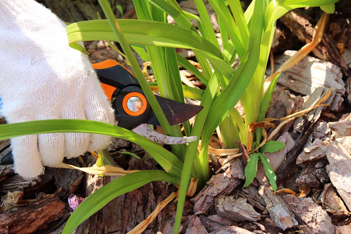 A horizontal photo of a gardener pruning foliage with garden snippers.