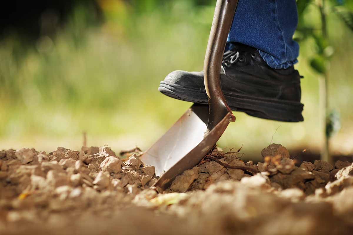 A horizontal photo of a gardener\'s foot on the edge of a garden spade digging into a garden bed.