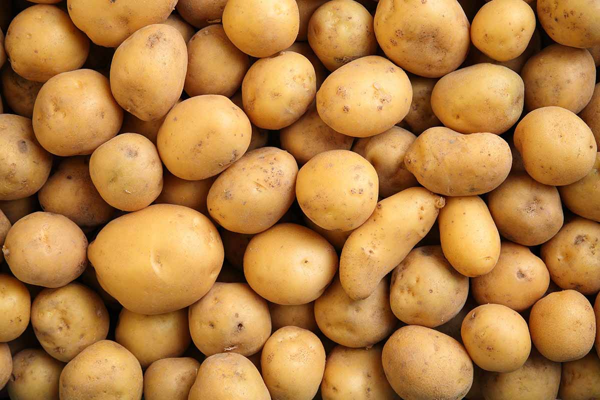 A horizontal shot from above of many freshly dug potatoes.