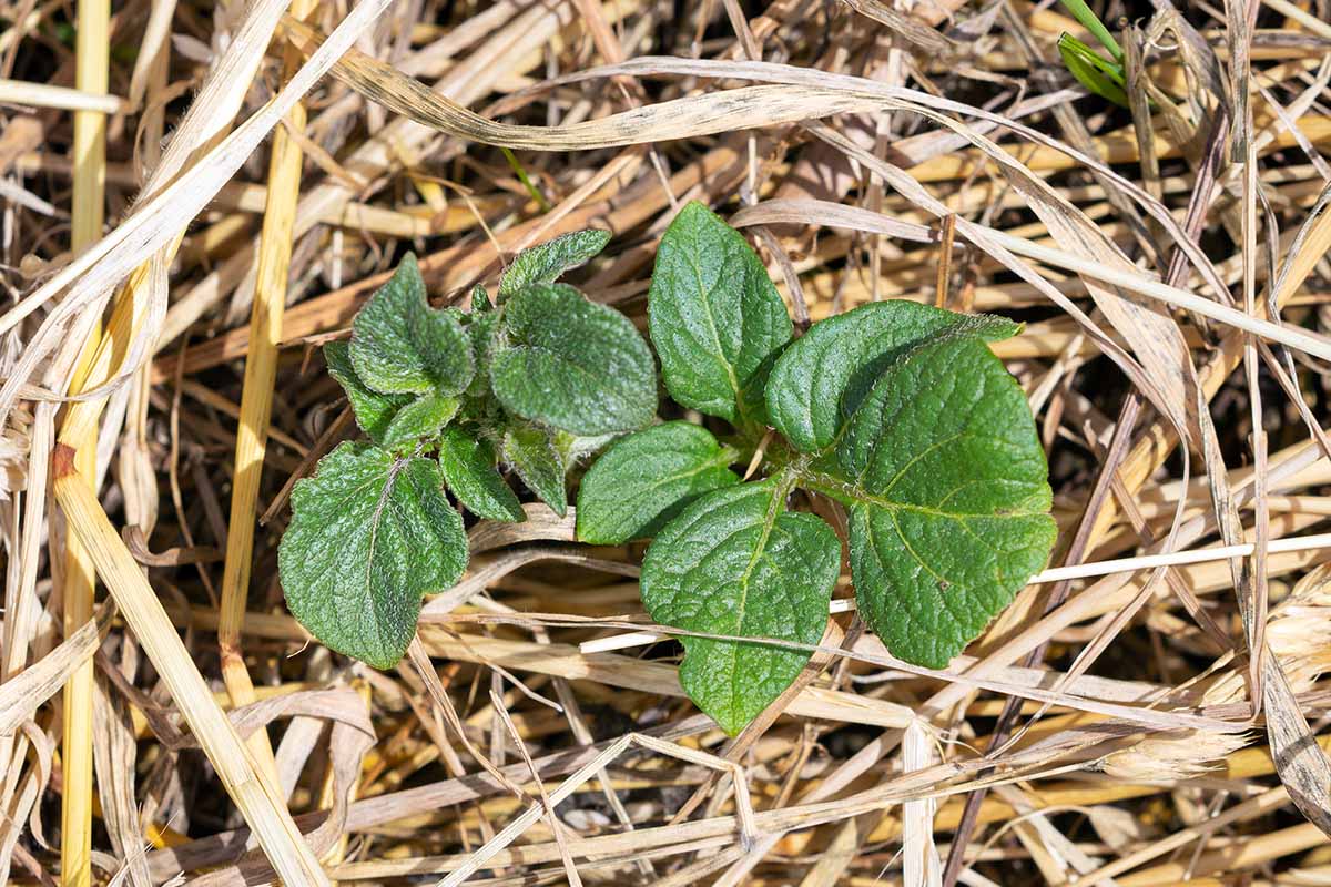 A horizontal photo from above of one young potato sprout growing through the straw.