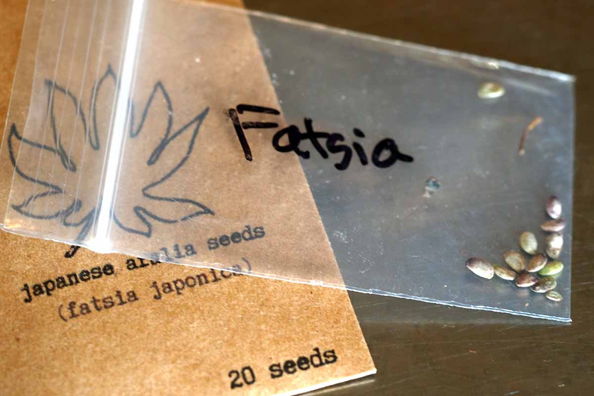 A close up horizontal image of a small packet of Fatsia japonica seeds set on a wooden surface.