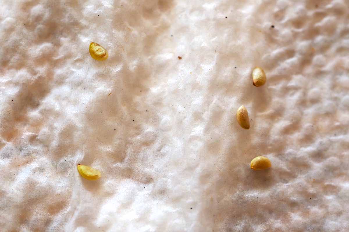 A close up horizontal image of five seeds set on a wet paper towel for sprouting.