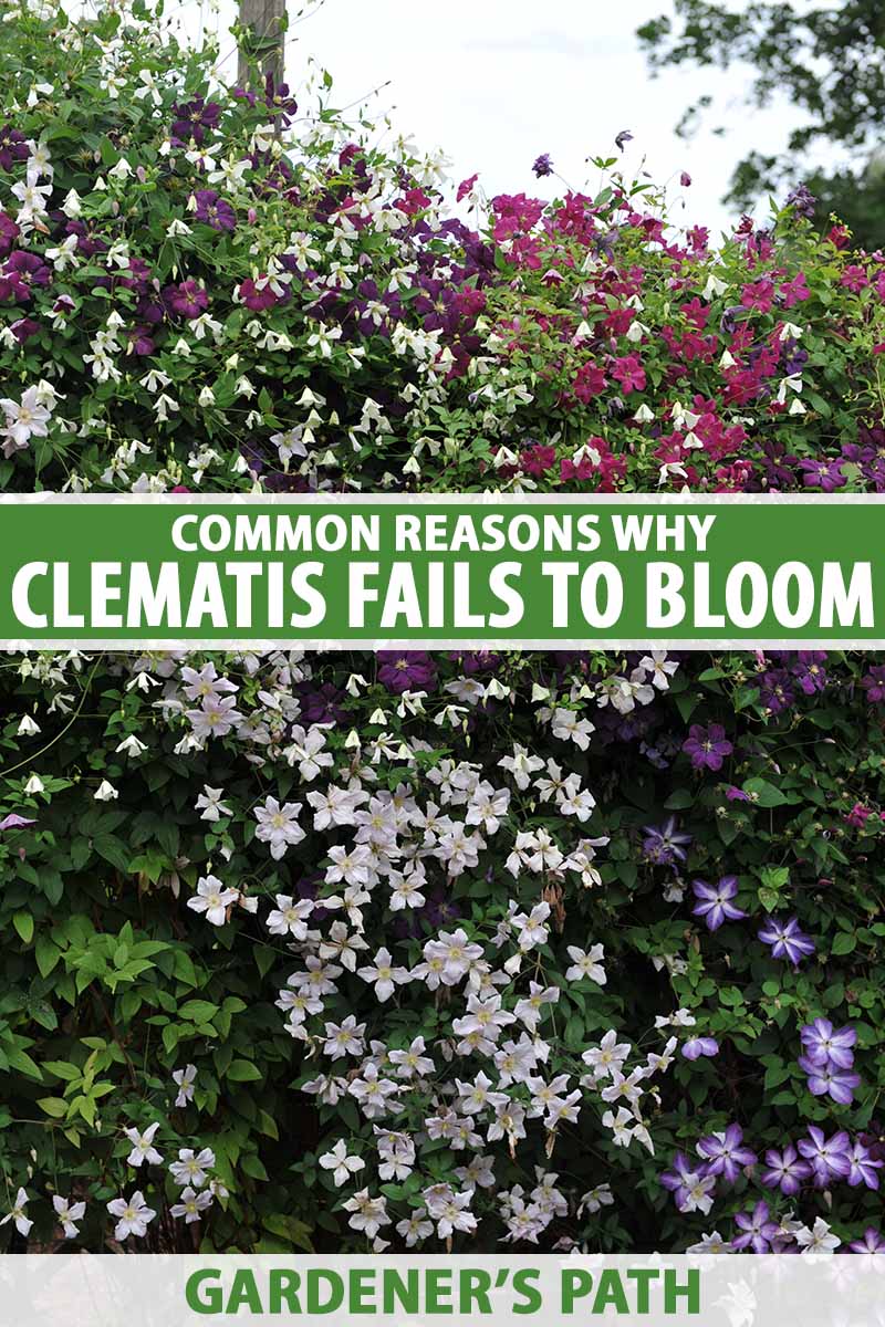 A vertical photo of a blooming clematis on a fence. Green and white text span the center and bottom of the frame.