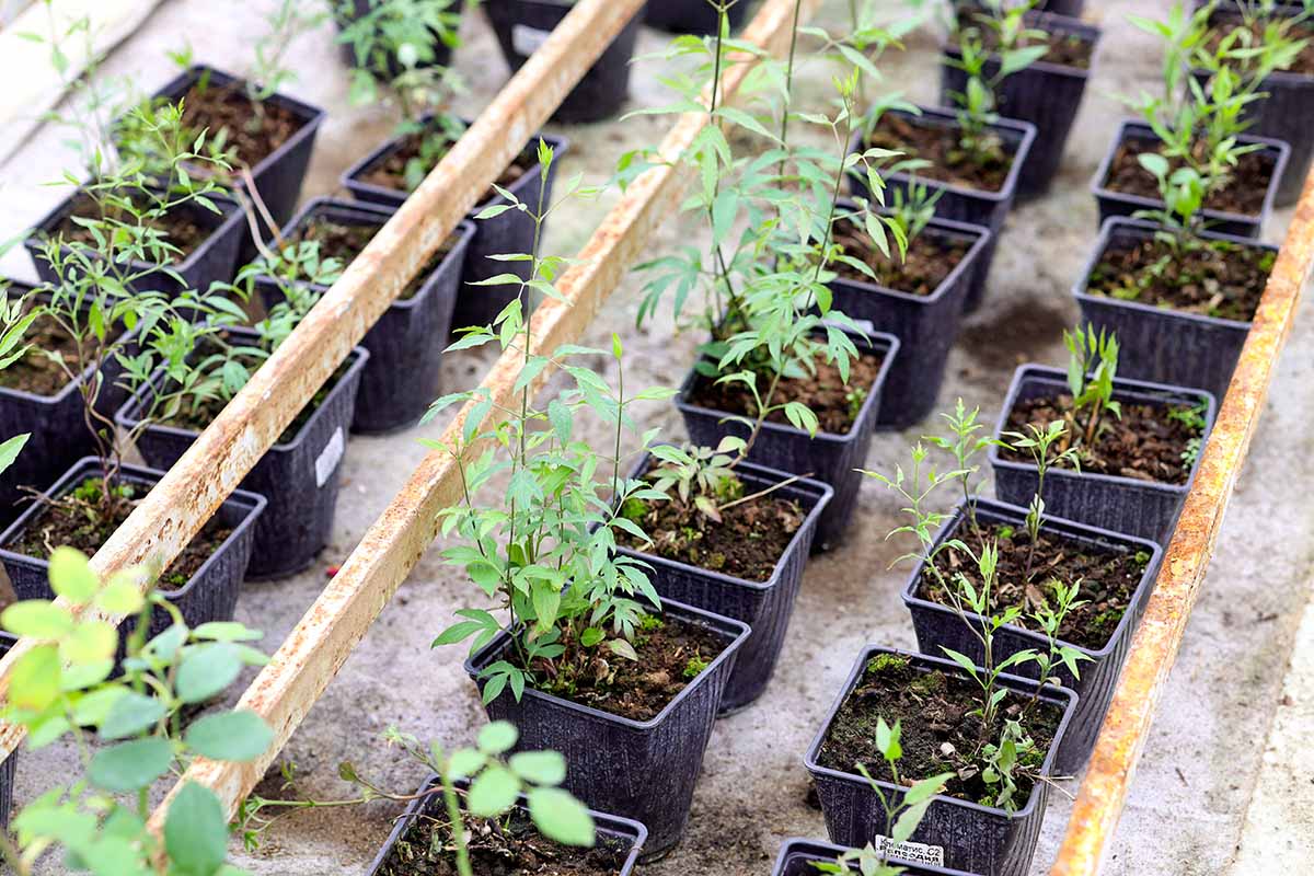 A horizontal photo of a row of clematis seedlings in pots in a greenhouse.