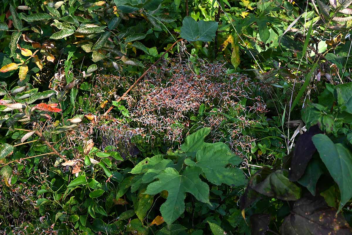 A horizontal photo of clematis growing in a shady spot surrounded by other shade-loving plants.