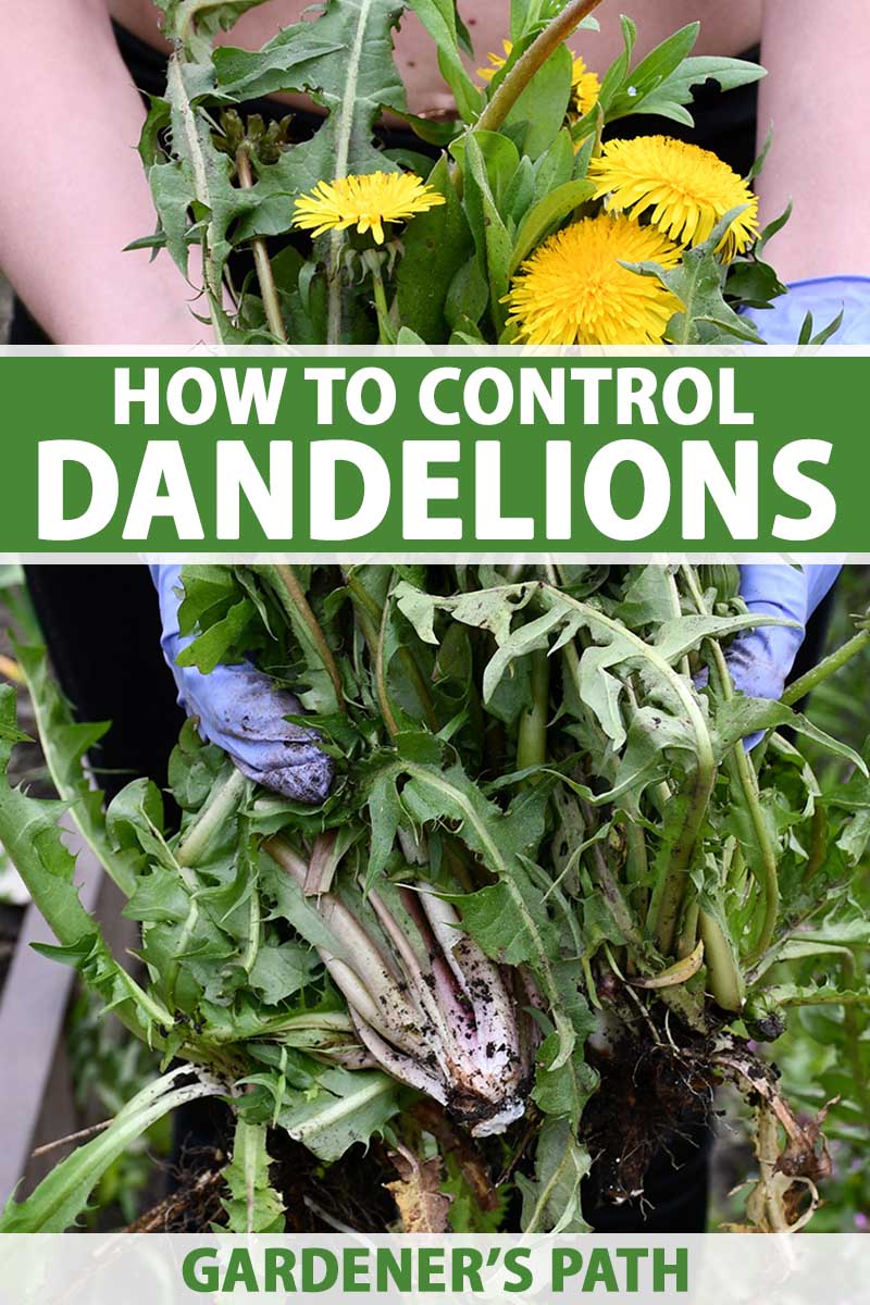 A vertical photo of a gardener with gloves on holding a tool and digging up a dandelion. Green and white text span the center and bottom of the frame.