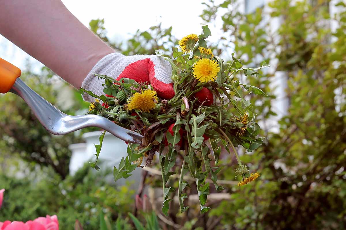 A horizontal photo of a gardener in gloves pulling dandelions out of the lawn.