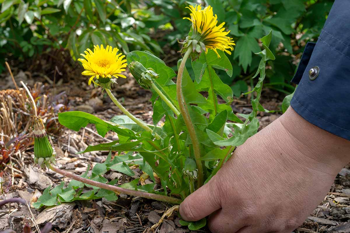 A horizontal close up on a female gardener\'s hand pulling dandelions from the garden.