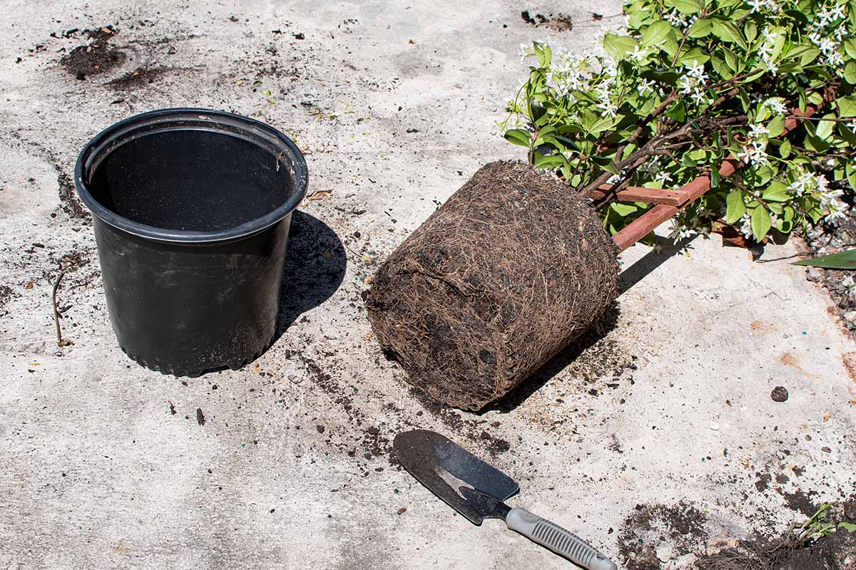 A close up horizontal image of a star jasmine plant that has been unpotted and set on a concrete surface ready for transplanting.