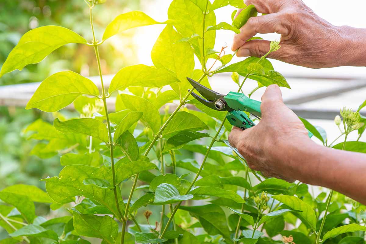 A close up horizontal image of two hands from the right of the frame using a pair of pruners to trim leggy plants in the garden.