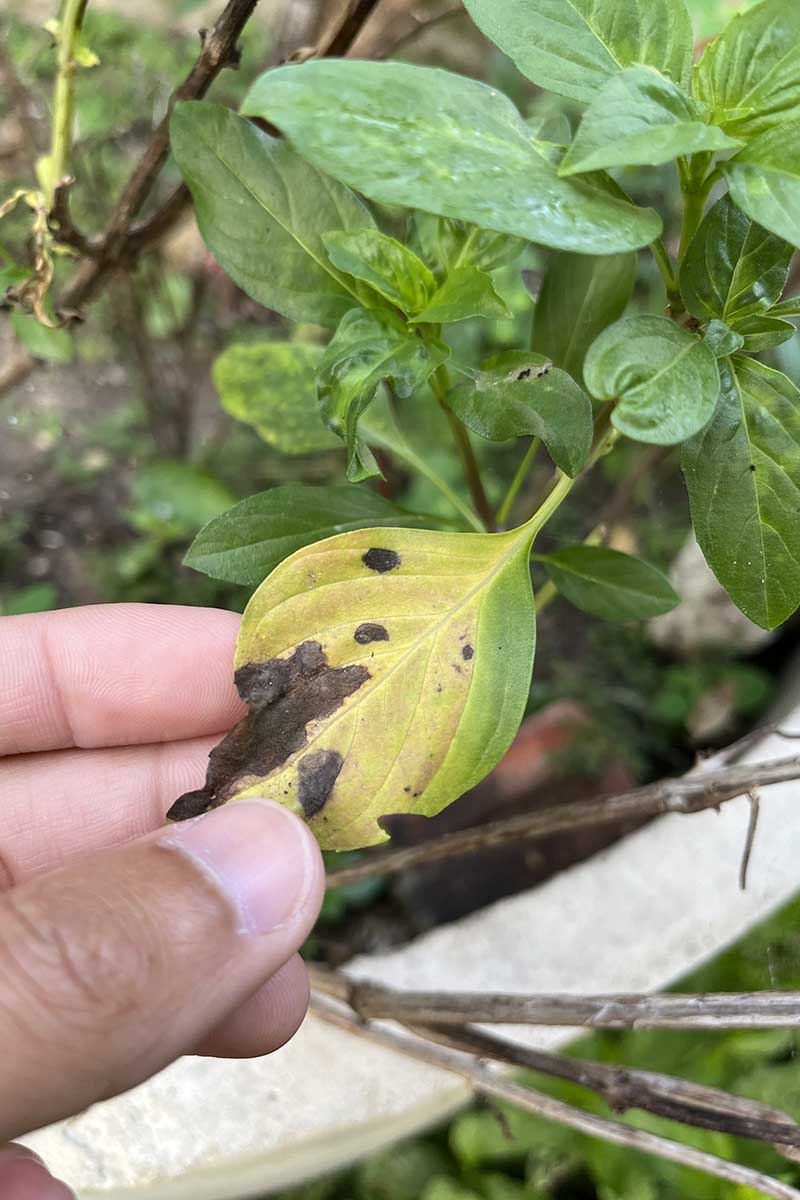 A close up vertical image of a hand from the left of the frame inspecting a leaf from a basil plant infected with Cercospora leaf spot.