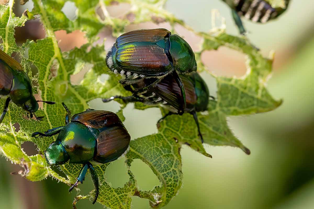 A close up horizontal image of Japanese beetles skeletonizing foliage pictured on a soft focus background.