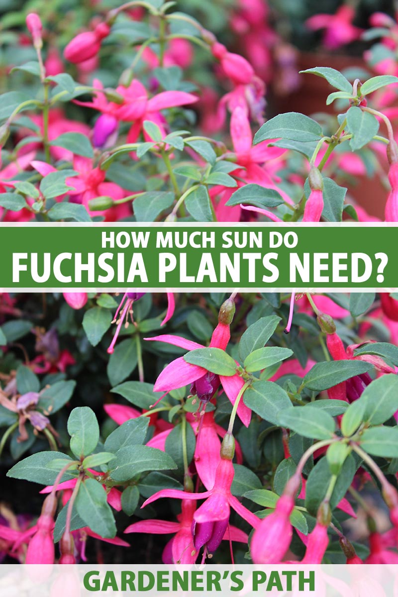 A vertical close up of a fuchsia plant with red and pink blooms. Green and white text span the center and bottom of the frame.