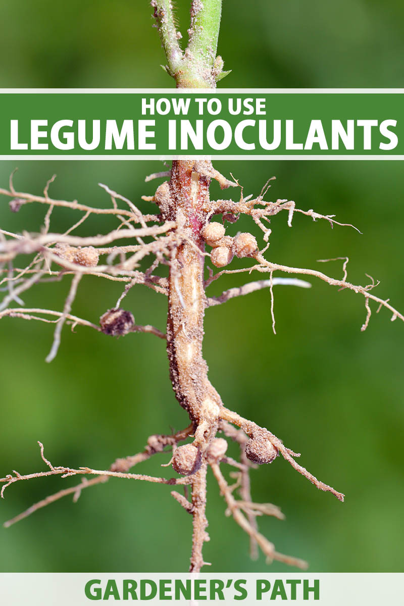 A close up vertical image of a root pulled out of the ground showing the nodules for nitrogen fixation, pictured on a green soft focus background. To the top and bottom of the frame is green and white printed text.