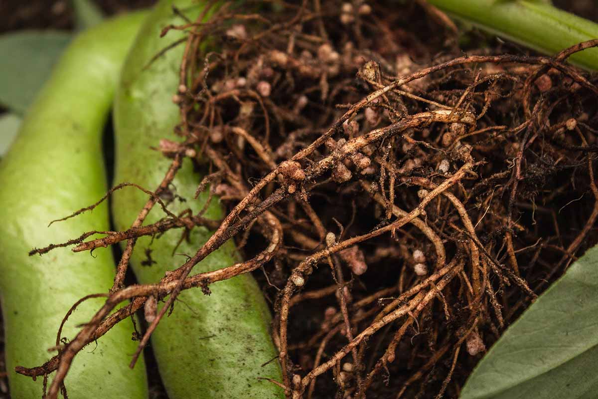 A close up horizontal image of the nodules on legume roots that fix nitrogen in the soil.